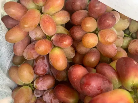 Nho Đỏ Trái Tròn 1r KG