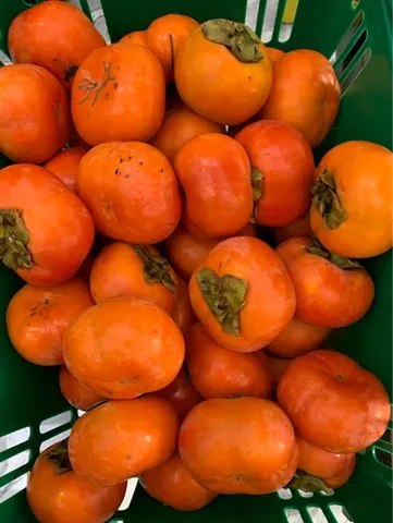 Hồng Mật Vân Sơn Kg